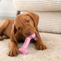 Robuster Hundeknochen